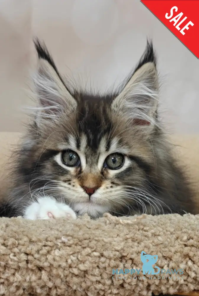 Felicia Maine Coon female black tabby with white live animals