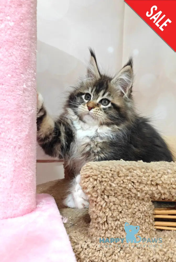 Felicia Maine Coon female black tabby with white live animals