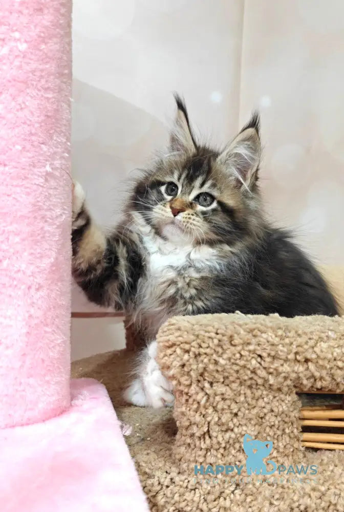 Felicia Maine Coon female black tabby with white live animals