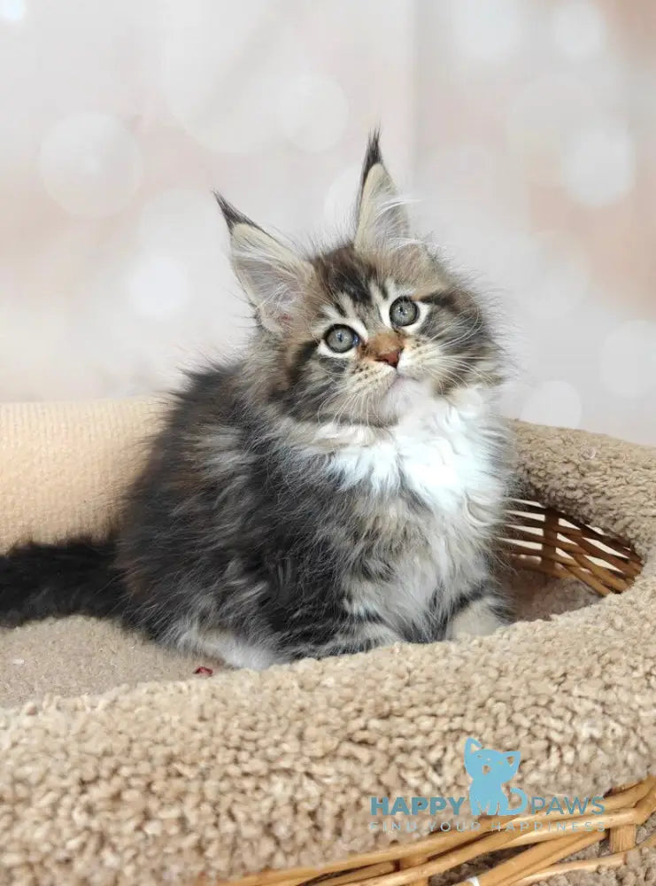 Felicia Maine Coon female black tabby with white live animals