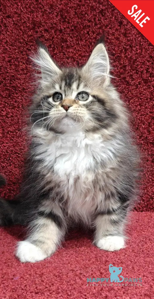 Felicia Maine Coon female black tabby with white live animals
