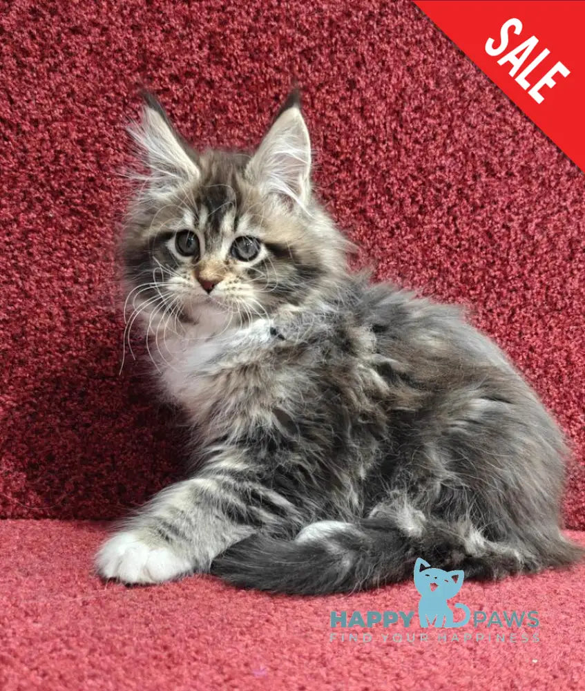 Felicia Maine Coon female black tabby with white live animals