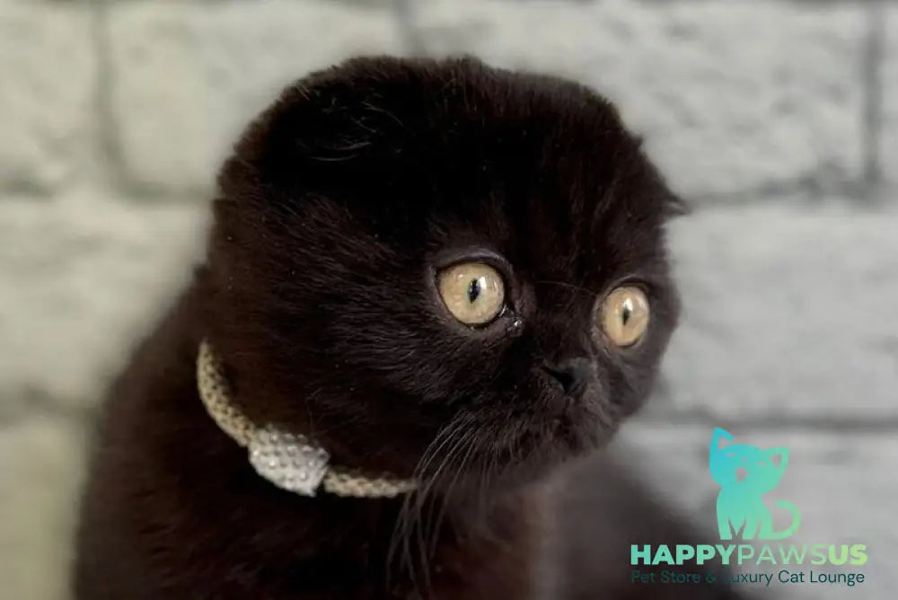 Felicia Scottish Fold female black live animals