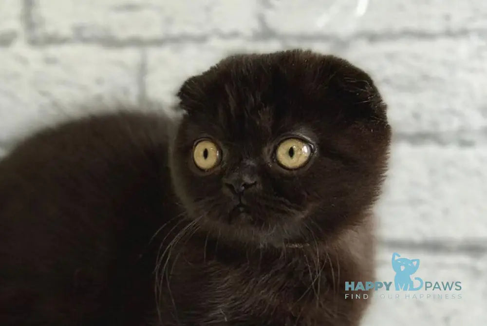 Felicia Scottish Fold female black live animals