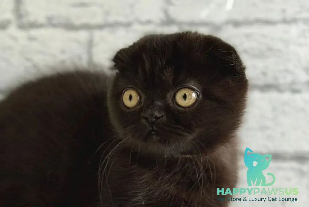 Felicia Scottish Fold female black live animals