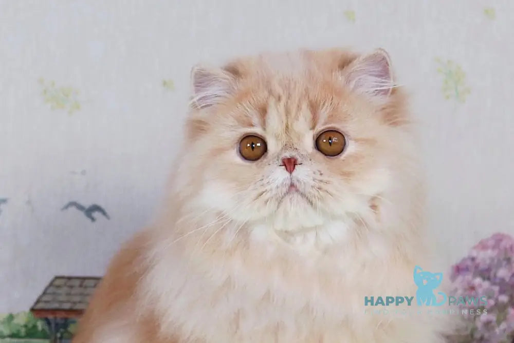 Feliks Persian male cream spotted tabby - live animals