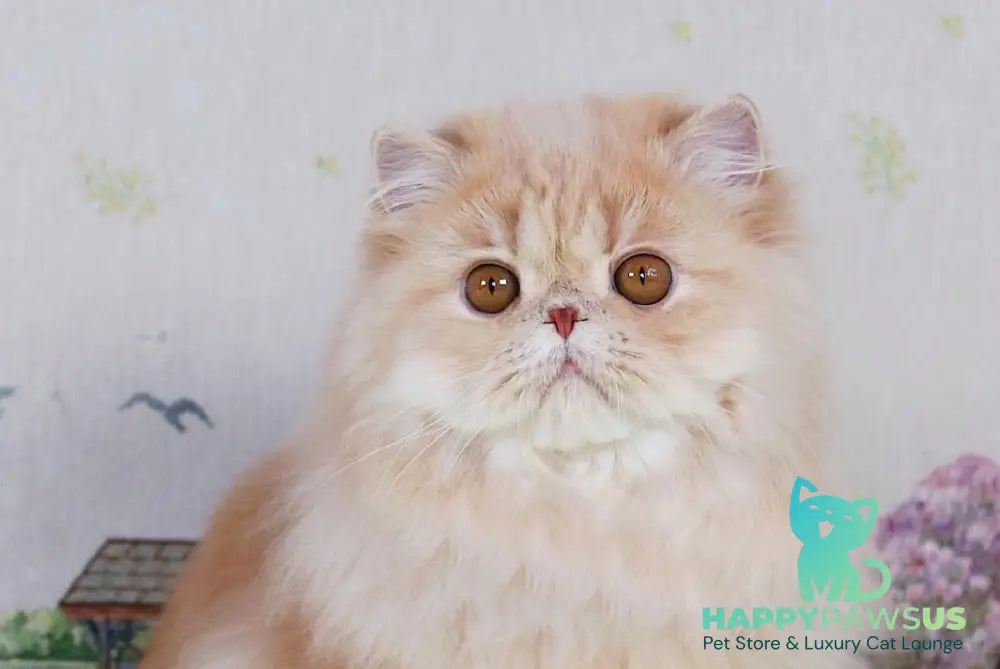 Feliks Persian male cream spotted tabby - live animals
