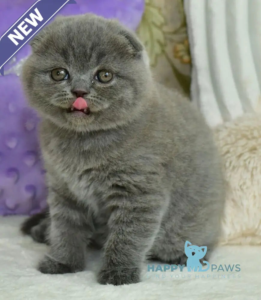 Felisia Scottish Fold female blue live animals