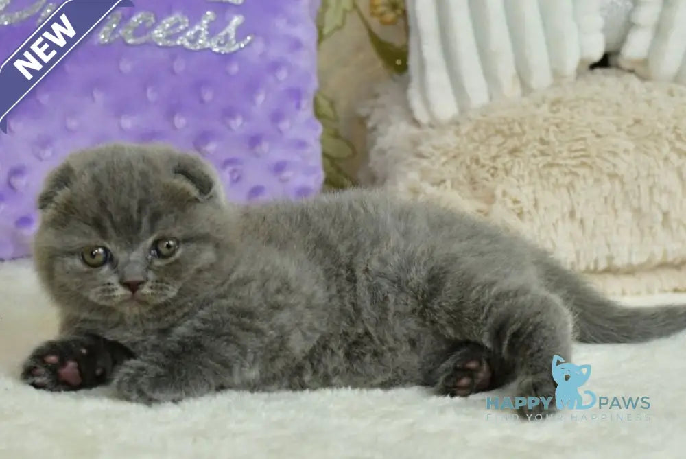 Felisia Scottish Fold female blue live animals