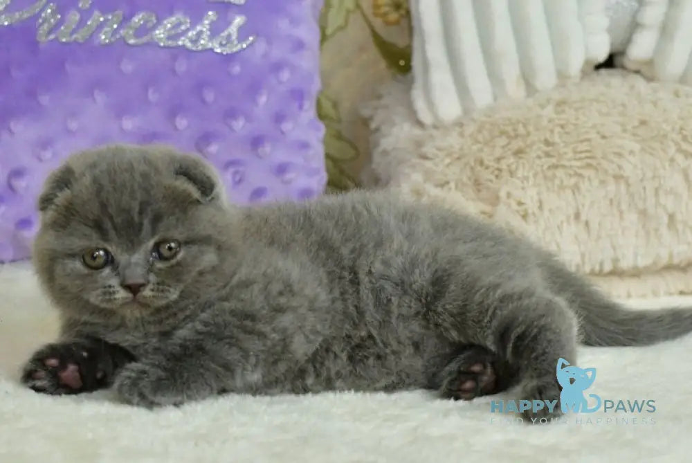 Felisia Scottish Fold female blue live animals