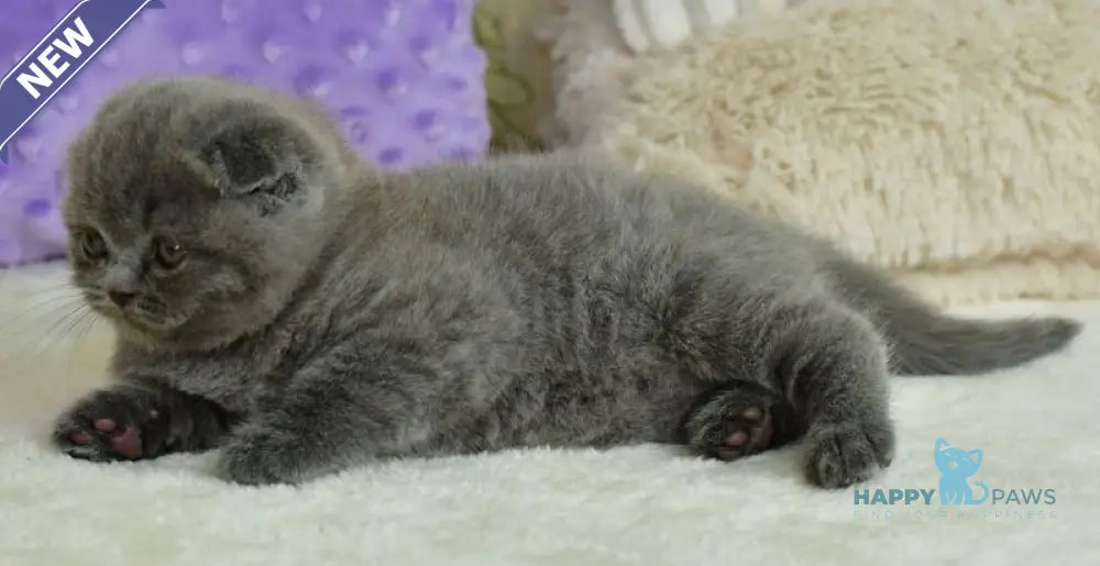 Felisia Scottish Fold female blue live animals