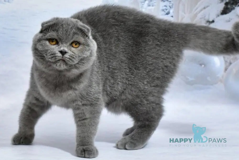 Felisia Scottish Fold female blue live animals