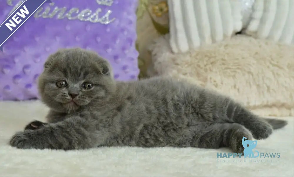 Felisia Scottish Fold female blue live animals