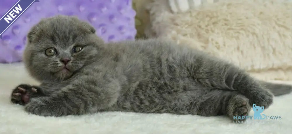 Felisia Scottish Fold female blue live animals