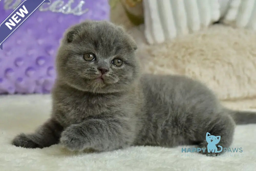 Felisia Scottish Fold female blue live animals