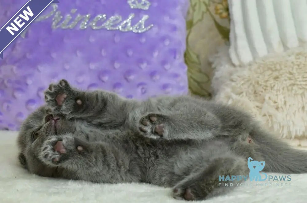 Felisia Scottish Fold female blue live animals