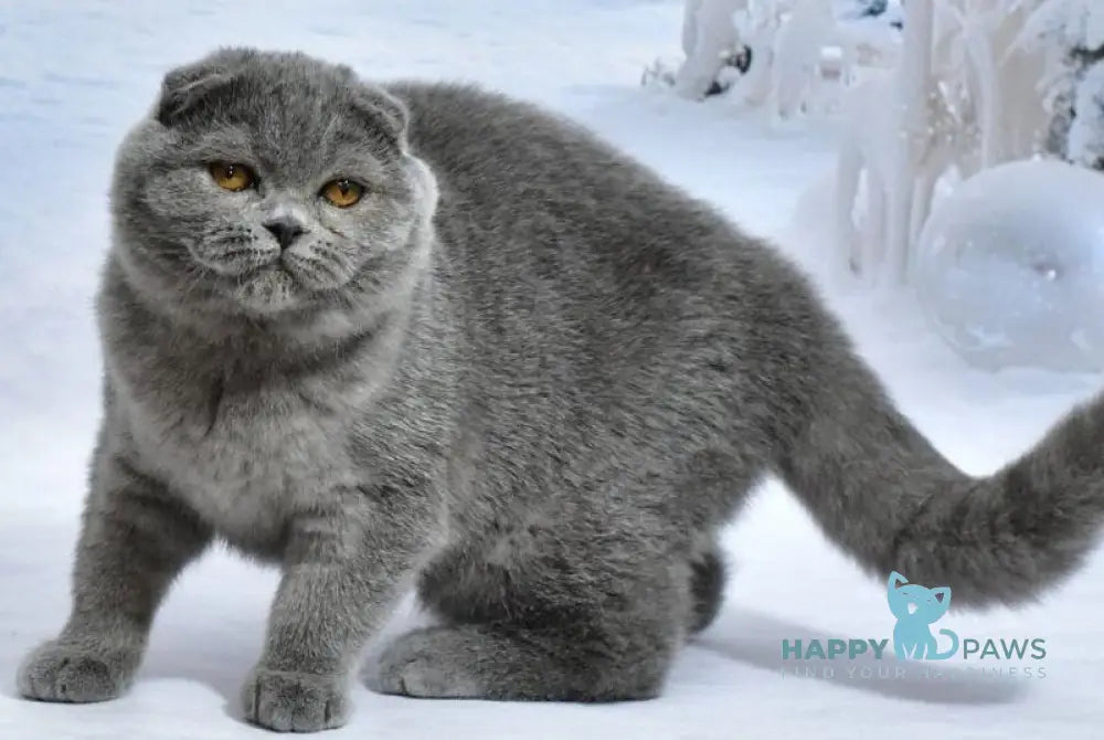 Felisia Scottish Fold female blue live animals