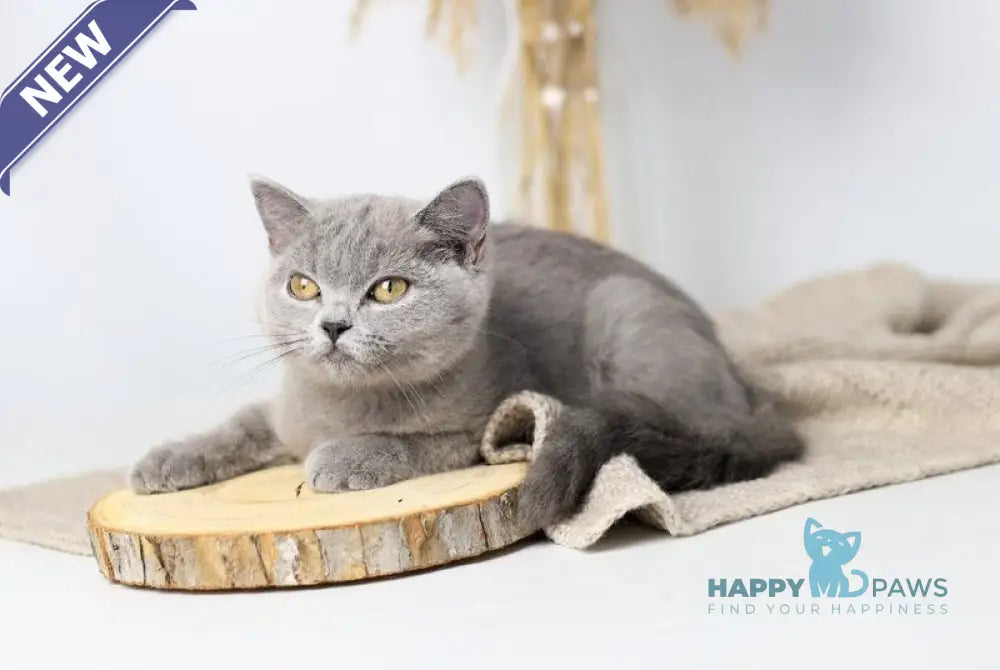 Felisiya British Shorthair female blue live animals