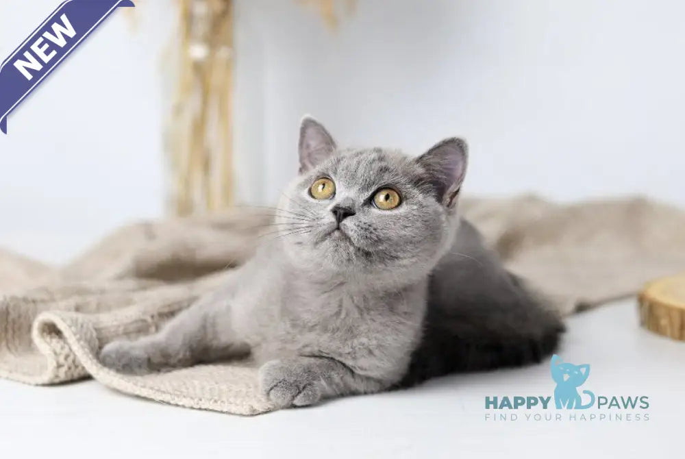 Felisiya British Shorthair female blue live animals