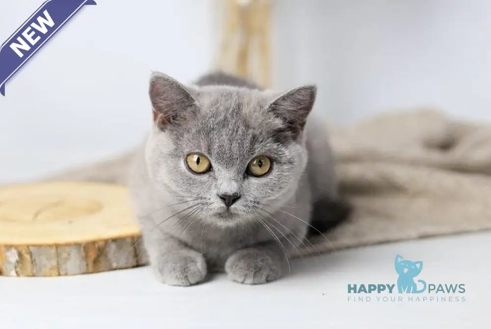 Felisiya British Shorthair female blue live animals