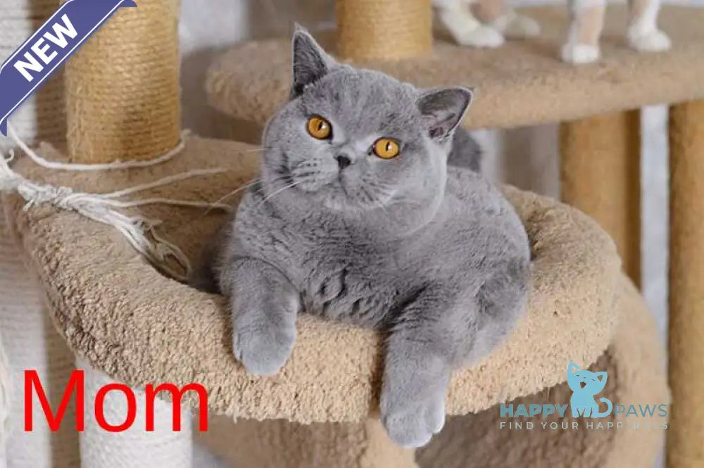 Felisiya British Shorthair female blue live animals