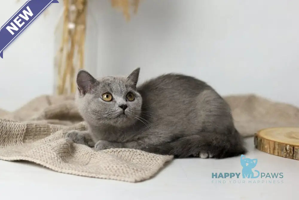 Felisiya British Shorthair female blue live animals