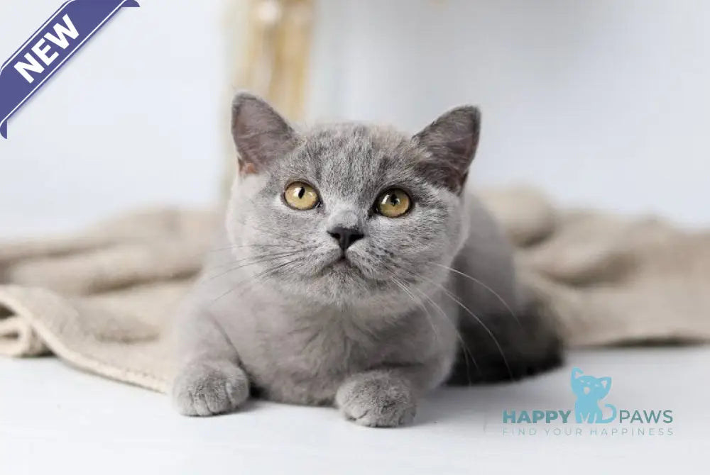 Felisiya British Shorthair female blue live animals