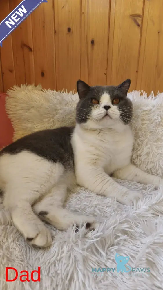 Felisiya British Shorthair female blue live animals