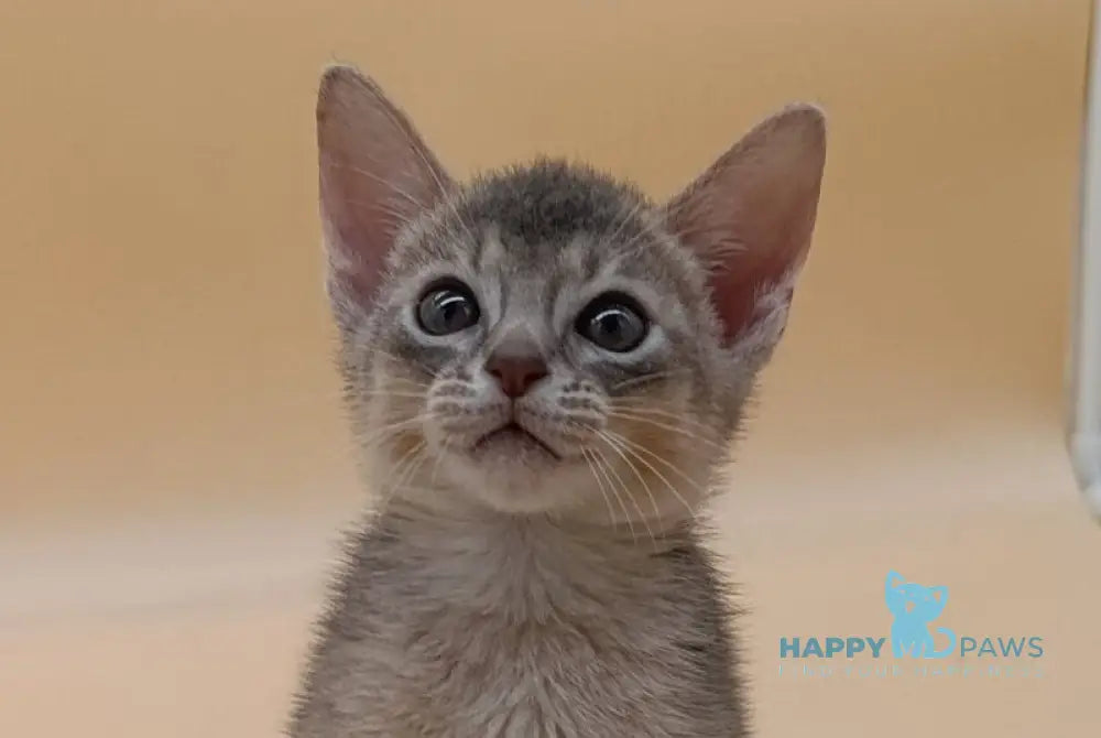 Felix Abyssinian male blue live animals