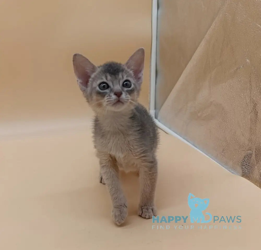 Felix Abyssinian male blue live animals