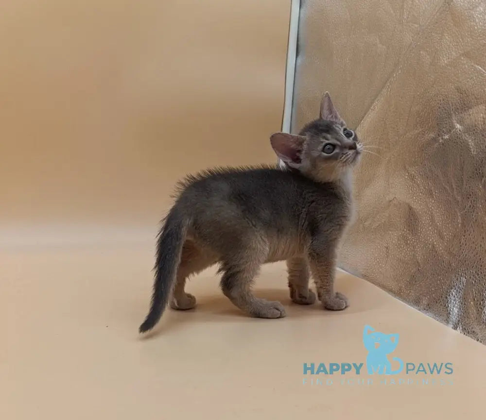 Felix Abyssinian male blue live animals