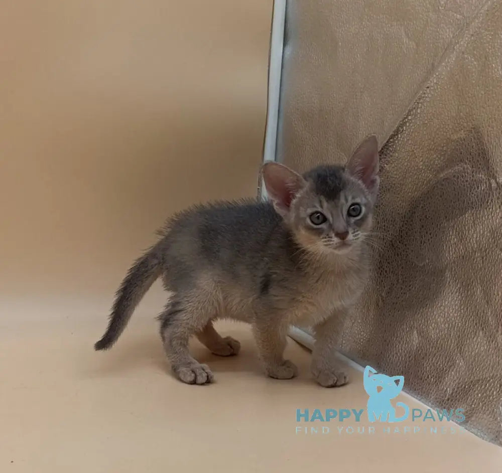 Felix Abyssinian male blue live animals