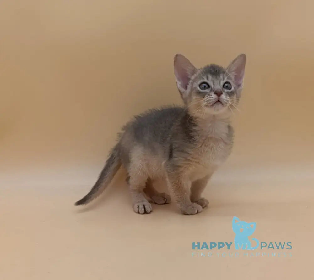 Felix Abyssinian male blue live animals