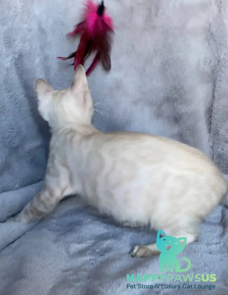 Felix Bengal male black spotted tabby pointed live animals