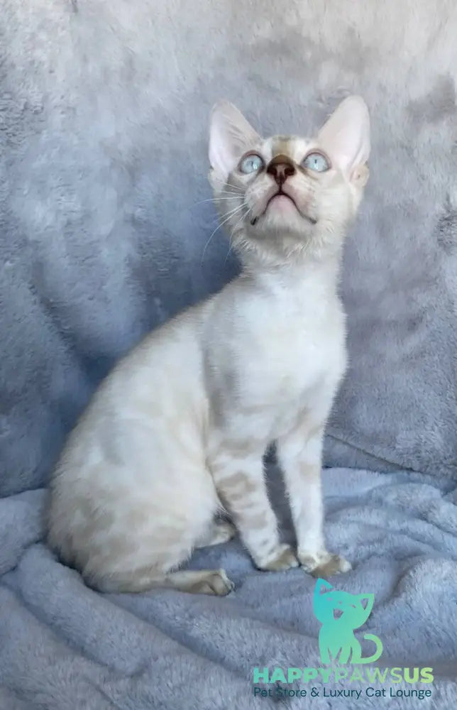 Felix Bengal male black spotted tabby pointed live animals