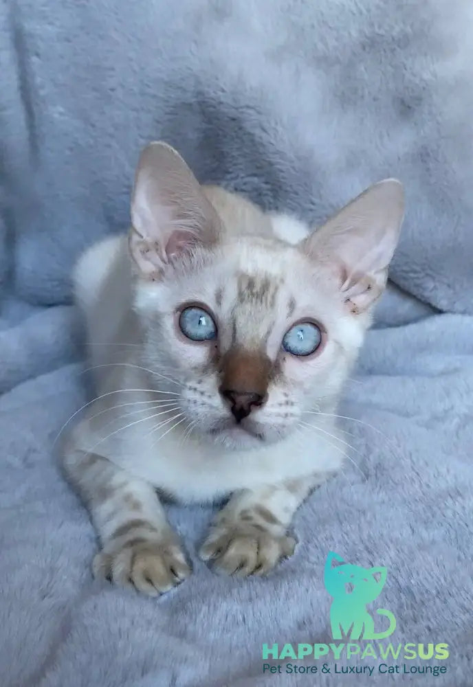 Felix Bengal male black spotted tabby pointed live animals