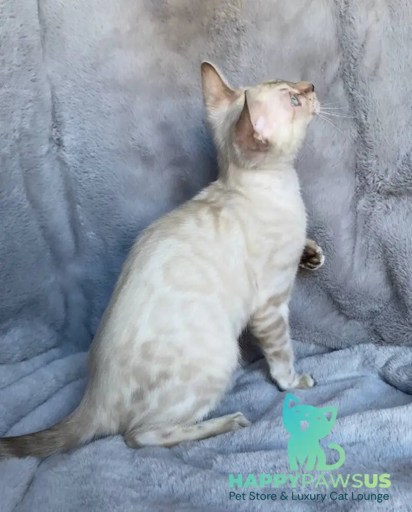 Felix Bengal male black spotted tabby pointed live animals