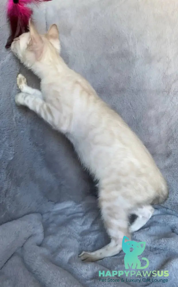 Felix Bengal male black spotted tabby pointed live animals