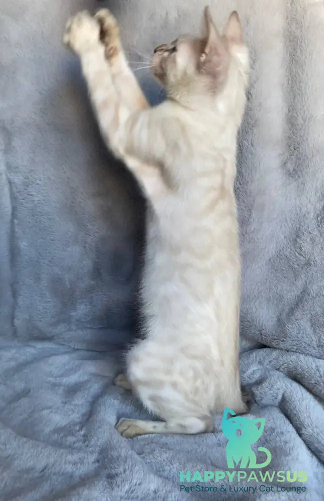 Felix Bengal male black spotted tabby pointed live animals