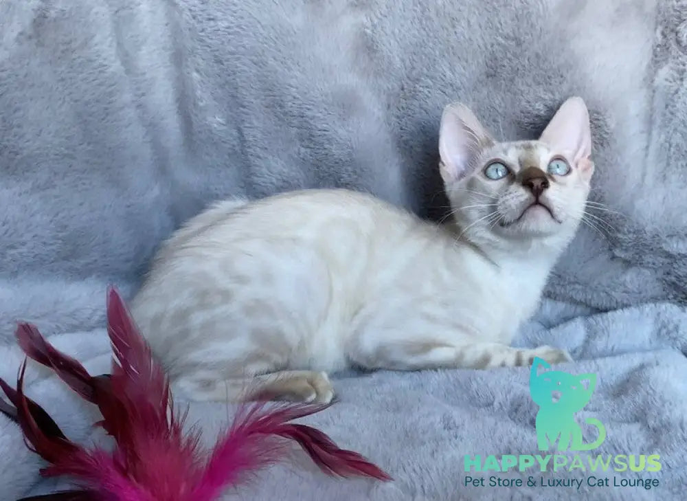 Felix Bengal male black spotted tabby pointed live animals