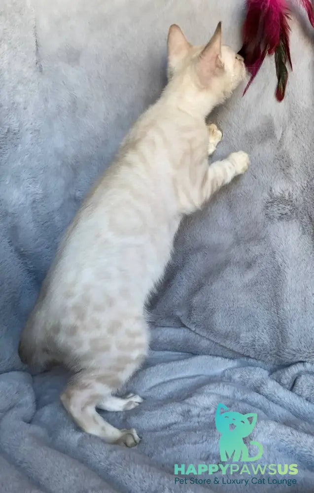 Felix Bengal male black spotted tabby pointed live animals