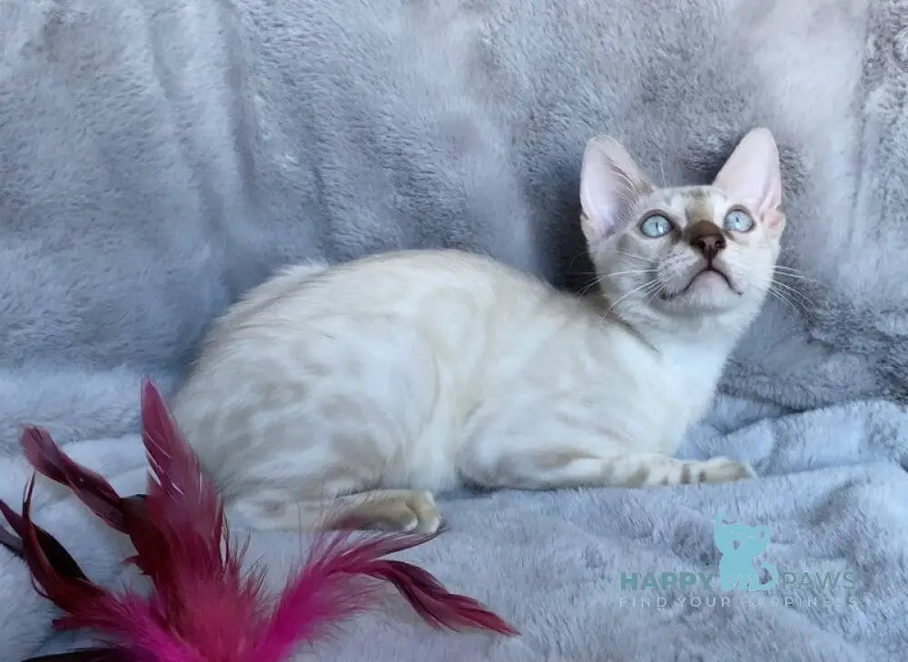 Felix Bengal male black spotted tabby pointed live animals