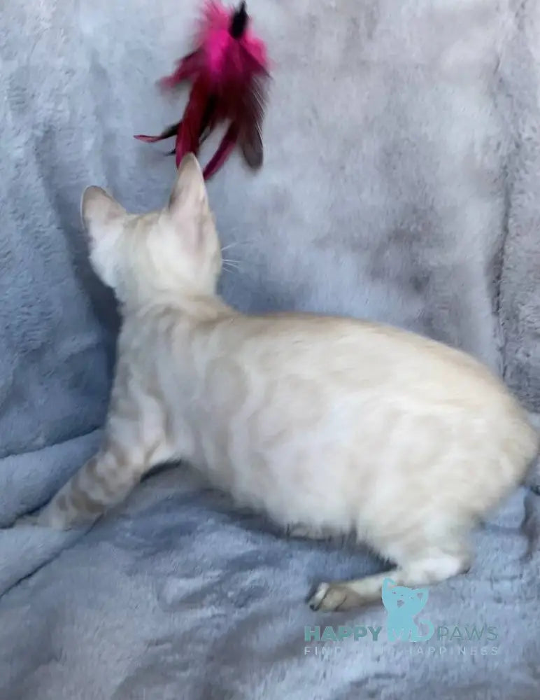 Felix Bengal male black spotted tabby pointed live animals