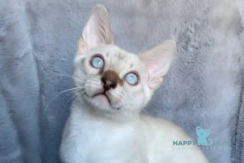 Felix Bengal male black spotted tabby pointed live animals