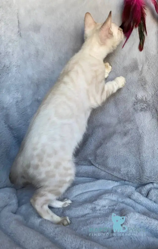 Felix Bengal male black spotted tabby pointed live animals