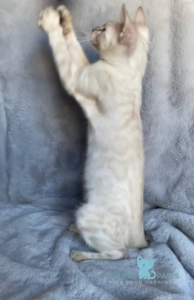 Felix Bengal male black spotted tabby pointed live animals