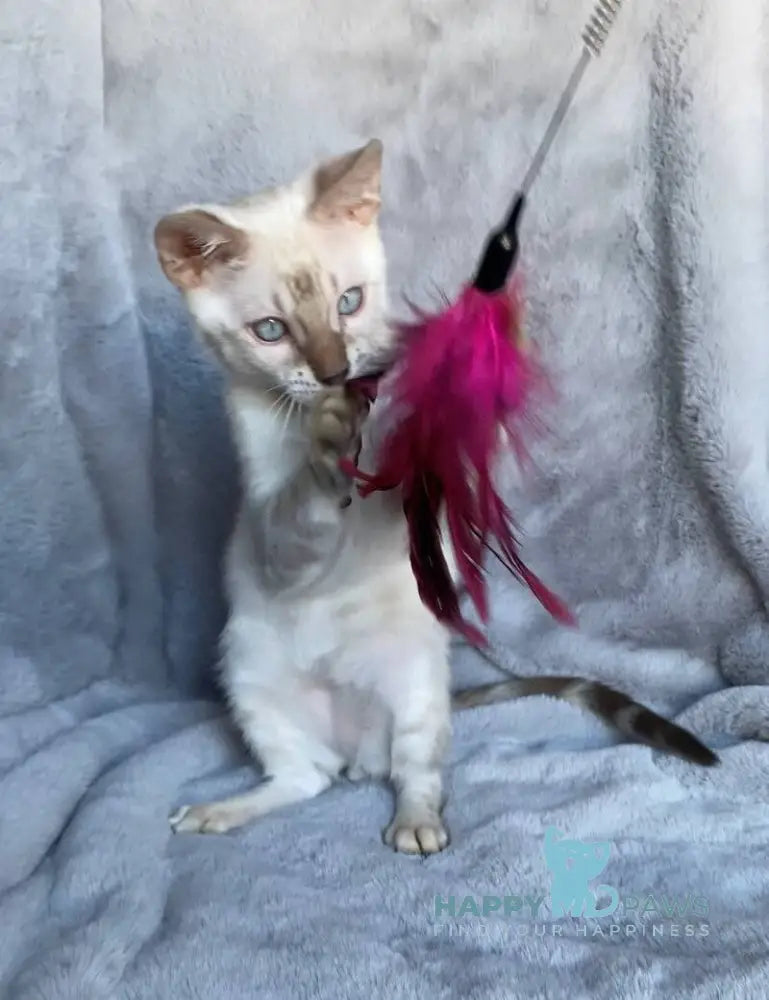 Felix Bengal male black spotted tabby pointed live animals