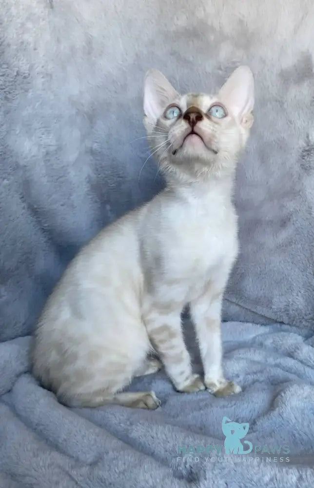 Felix Bengal male black spotted tabby pointed live animals