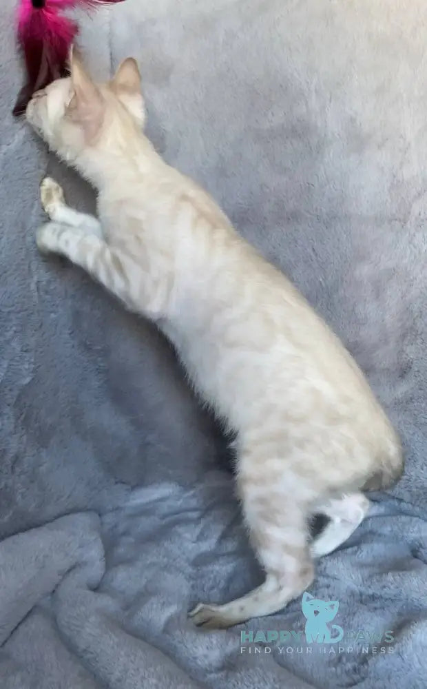 Felix Bengal male black spotted tabby pointed live animals