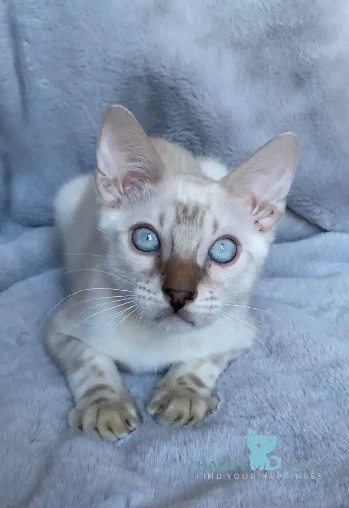 Felix Bengal male black spotted tabby pointed live animals